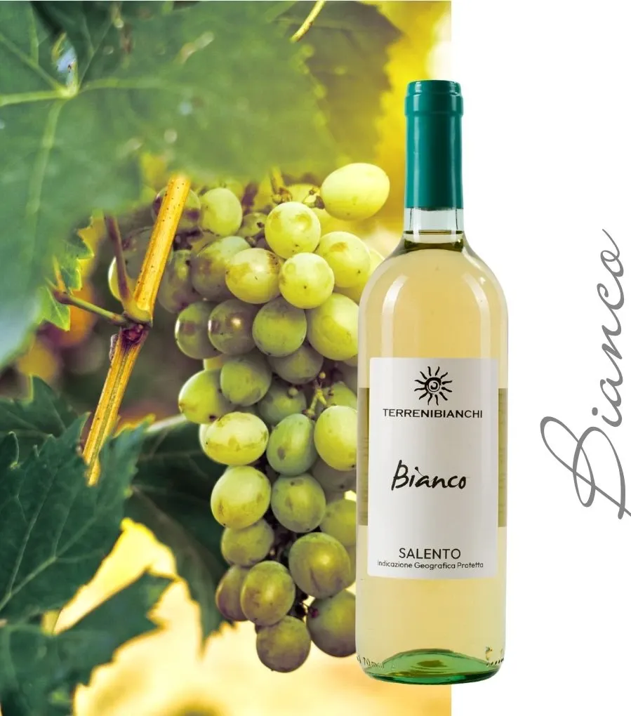 Terrenibianchi SALENTO IGP BIANCO - BT 75cl - 12,5% - 2024